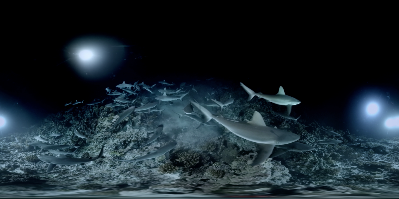 700_requins_equi_2-1280x640
