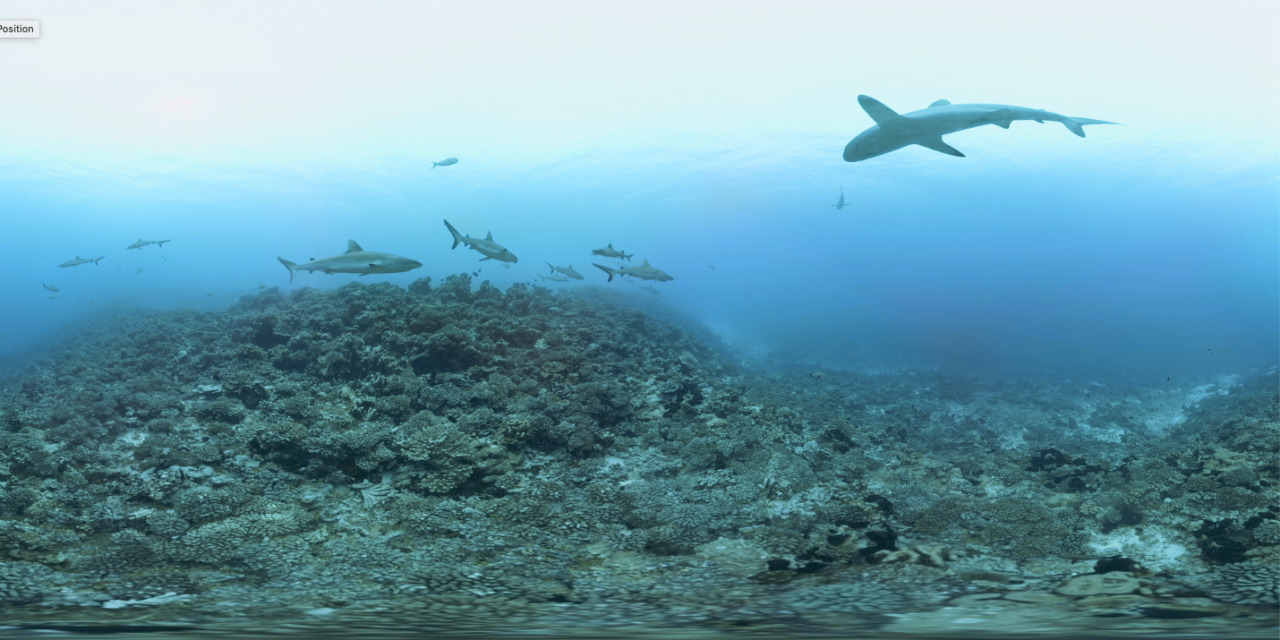 700_requins_equi_8-1280x640